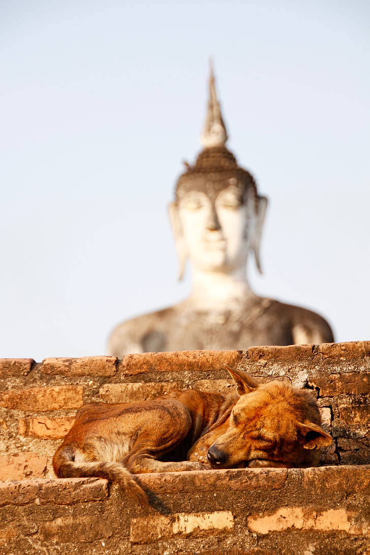 σκύλος, ο Βούδας, χρυσό, ο διαλογισμός, ο Βουδισμός, Ασία, ο χρυσός Βούδας