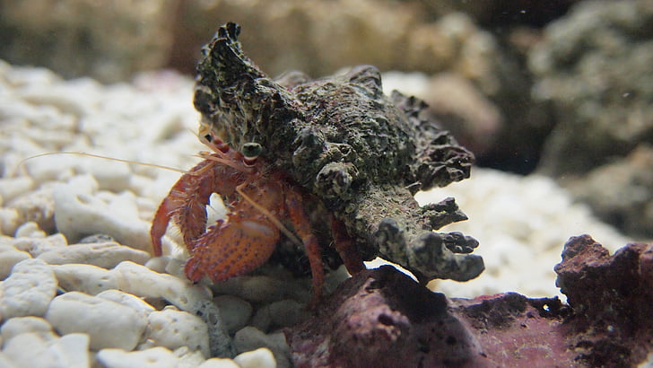 crab pustnic, acvariu, mare, subacvatice, recif, animale, natura