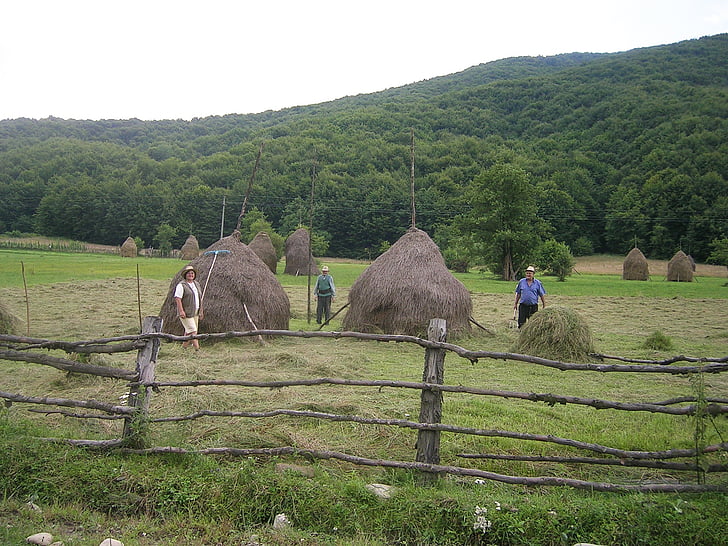 Roumanie, Hay, fourche, Prairie, paysannerie, fermeture