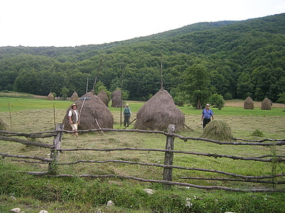 Roumanie, Hay, fourche, Prairie, paysannerie, fermeture