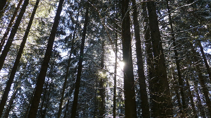 Allgäu, Zima, snijeg, šuma, Sunčev zrak