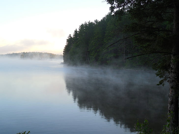 mist, fog, dawn, morning, outdoor, pine, natural