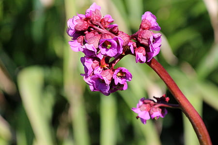 Bergenia crassifolia, cespitosa, crassifolia, té mongol, Inflorescencia, flores, planta medicinal