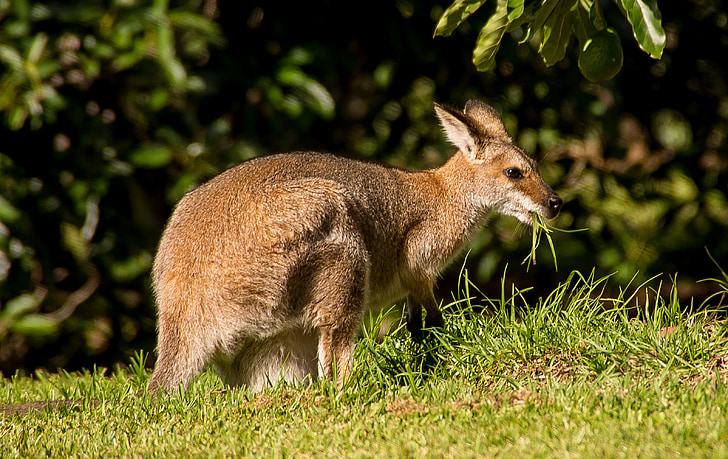 Irmawallabie, rednecked wallaby, vrouw, eten, Australië, Queensland, buideldier