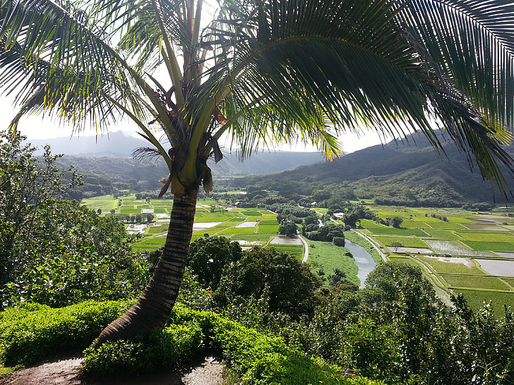 Hanalei kauai, Kauai, Havaj, palmy, Hanalei, Ostrov, poľnohospodárstvo