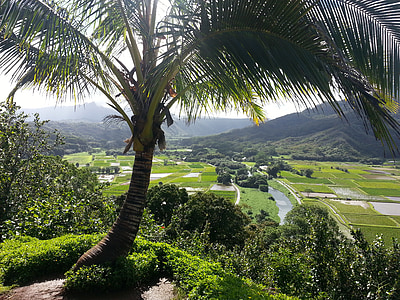 Hanalei kauai, Kauai, Hawaii, palmetræ, Hanalei, ø, landbrug