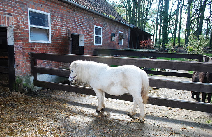 kleine, white horse, schuur, wit, paard, pony, paarden