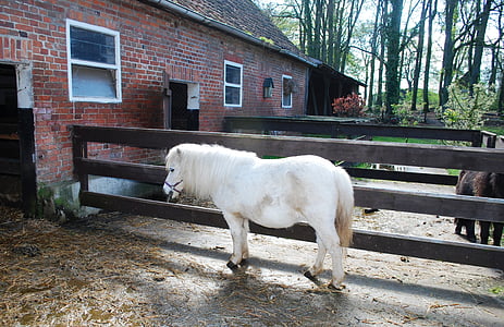 μικρό, άσπρο άλογο, αχυρώνα, λευκό, άλογο, πόνυ, άλογα