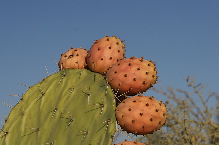 cactus, close-up, fruit, plant, botany, cacti