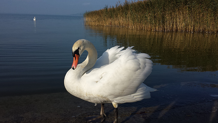 Swan, vták, biela, elegantné, pierko, Vodné vták, vody