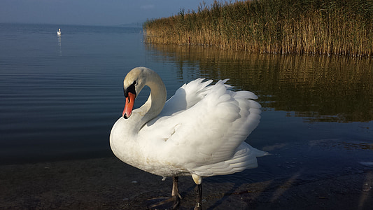 Cisne, pássaro, Branco, elegante, pena, ave aquática, água