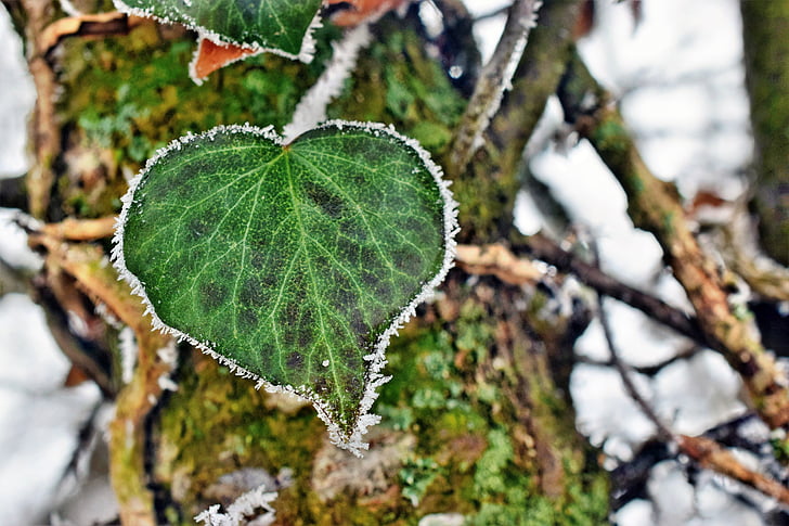ivy, heart, winter, loyalty, hoarfrost, cold, nature