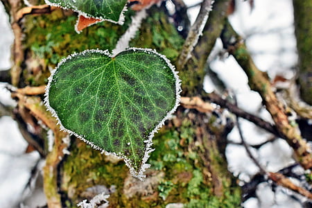 Ivy, sydän, talvi, uskollisuus, Kuura, kylmä, Luonto