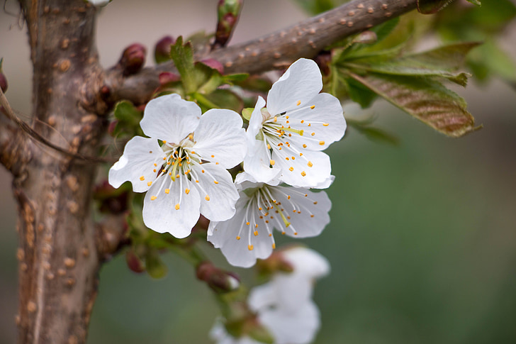 Cherry, Blossom, mekar, putih, musim semi, Sakura, makro