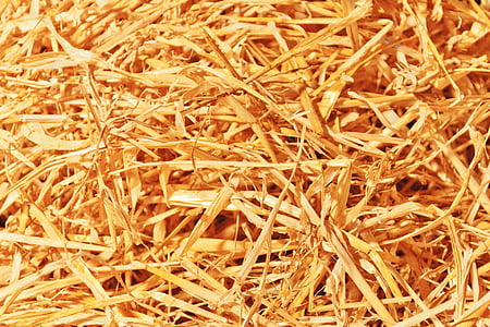 abstract, background, cereal, crop, dry, farm, golden
