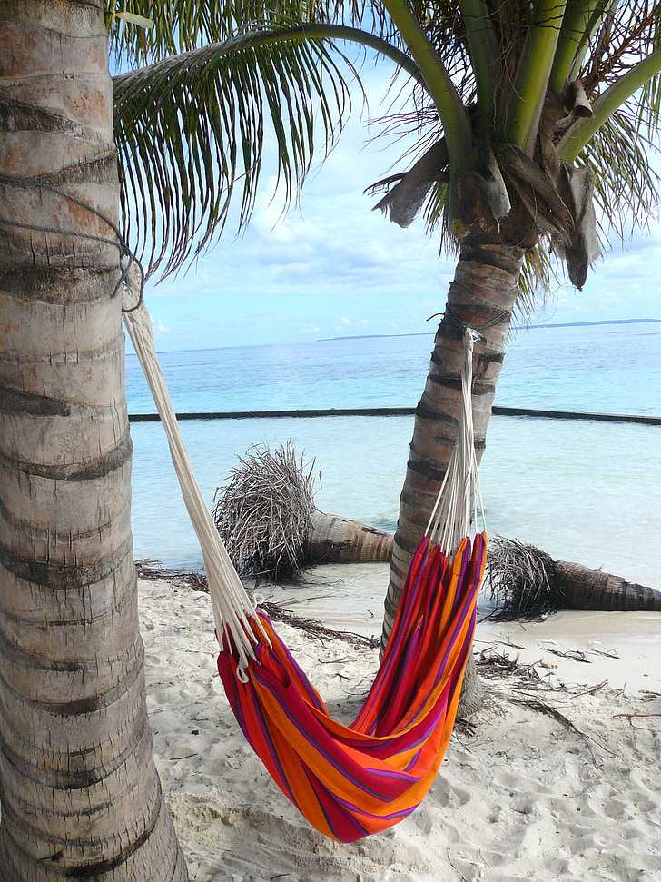Karibi, Joe, otočić, Viseća, more, plaža, kokosovo stablo