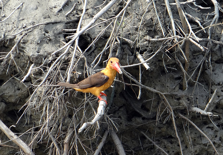 Brown-vinget kingfisher, pelargopsis amauroptera, fugl, Sundarbans, sump, mangrover, UNESCO