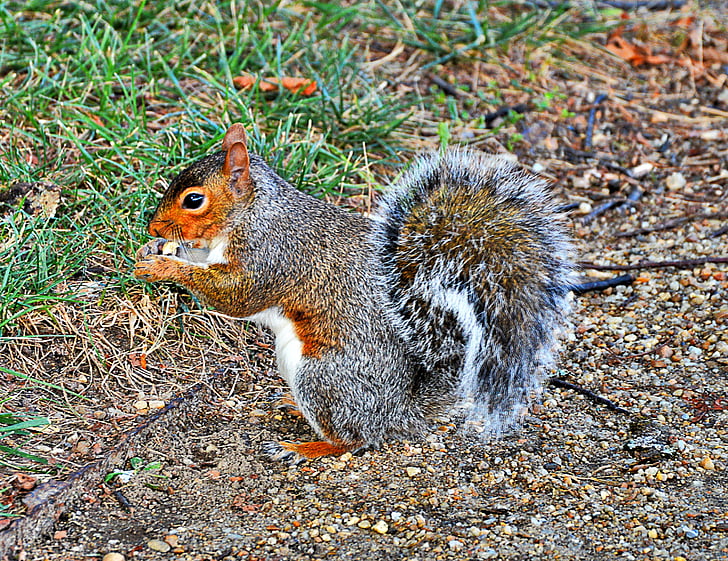grijze eekhoorn, Verenigde Staten, schattig, wildlife fotografie, één dier, dierlijke thema 's, dieren in het wild