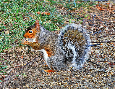 회색 다람쥐, 미국, 귀여운, 야생 동물 사진, 1 동물, 동물 테마, 야생 동물