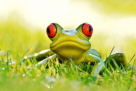 frog, meadow, figure, animal, green, cute, sweet