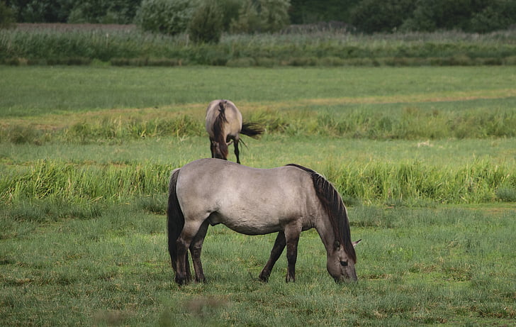 konik, wild horse, grazing horse