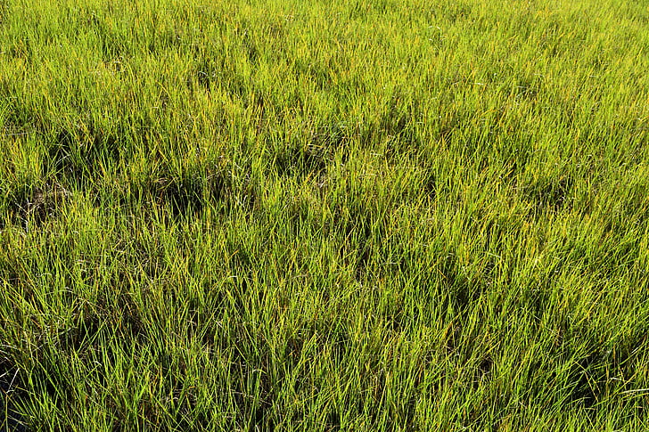 swamp grass, Wetland, Marsh, Florida, achtergrond, achtergrond, moeras
