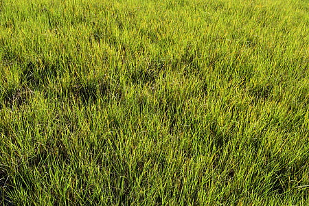 erba di palude, zona umida, Marsh, Florida, Priorità bassa, sullo sfondo, palude