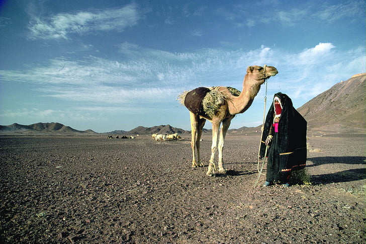 пустиня, Камила, изглед