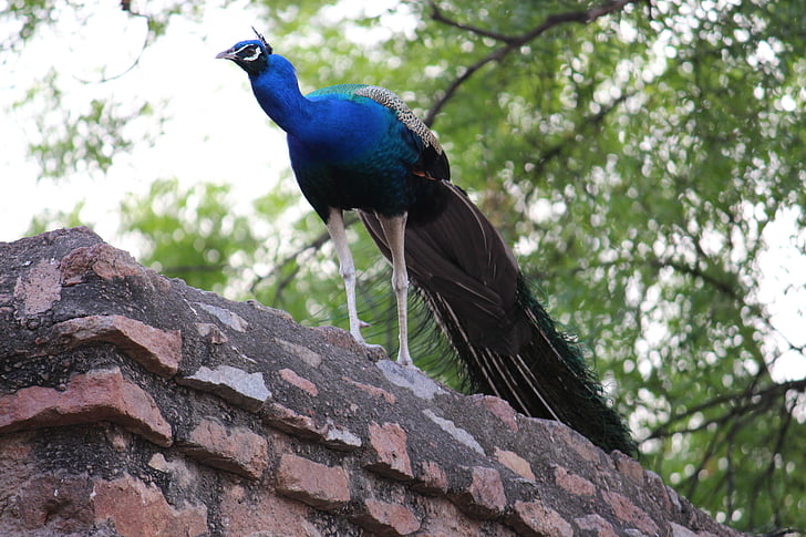 peacock, bird, bird of paradise