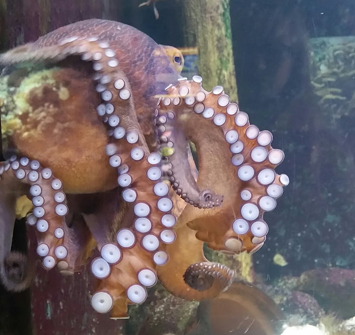 squid, zoo, aquarium, suck, underwater, water, fish