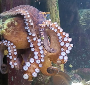 blæksprutte, Zoo, akvarium, sutte, undervands, vand, fisk