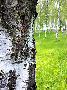 Birch, kulit, suku, log, kulit pohon, Birch batang, pohon
