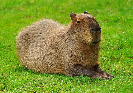 capybara, grauzēji, Guinea pig, grauzēju sugām, piemīlīgs, jauks, skatieties