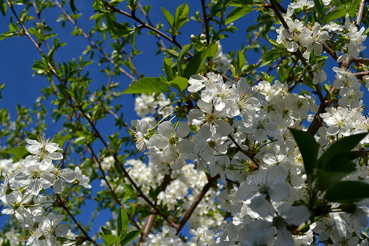 flower, cherry, spring, nature, floral, blossom, white