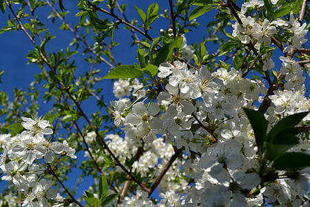 bunga, Cherry, musim semi, alam, bunga, Blossom, putih
