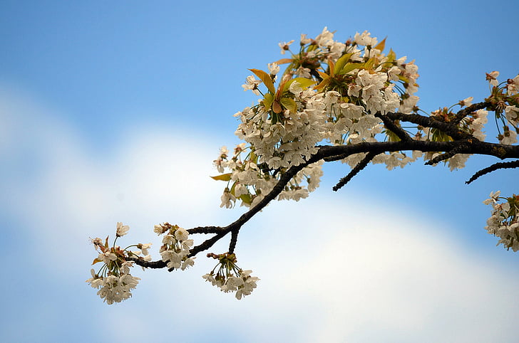 Чери Блосъм, бял цвят, Пролет, клон, дърво