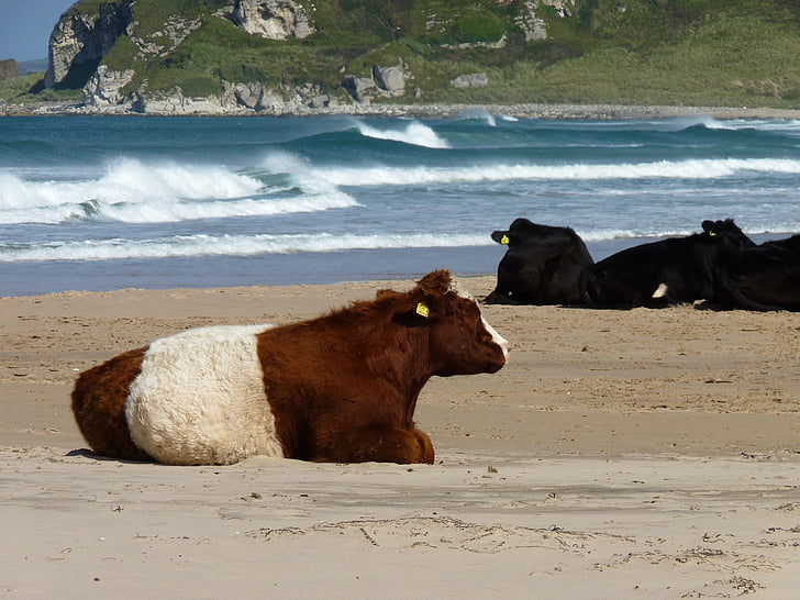 cows, beach, sea, water, animal, nature