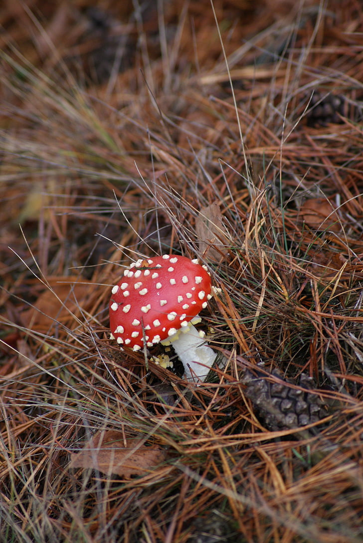 Amanita, svamp, Poison, Röd hatt, vita fläckar, skogen, hösten