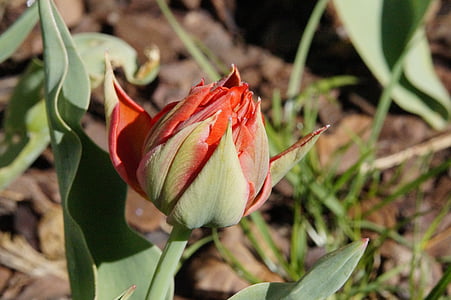 Tulip, merah, mekar, bunga, musim semi, alam, Blossom