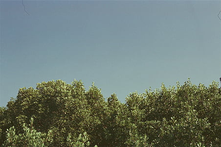 árboles, azul, cielo, cielo claro, naturaleza, crecimiento, árbol