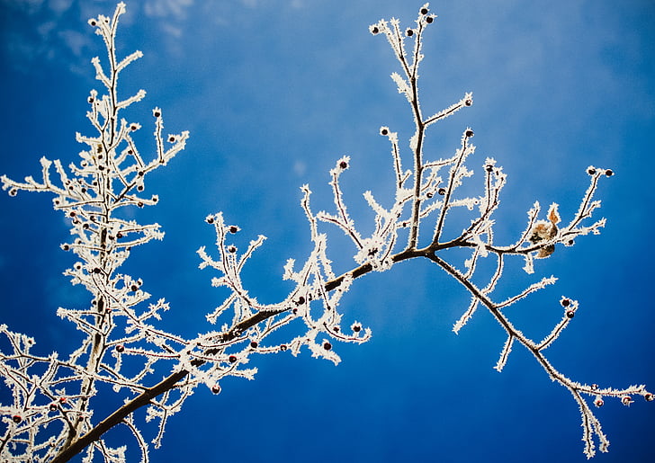 fred, l'hivern, congelat, branca, branques, blau, arbre nu