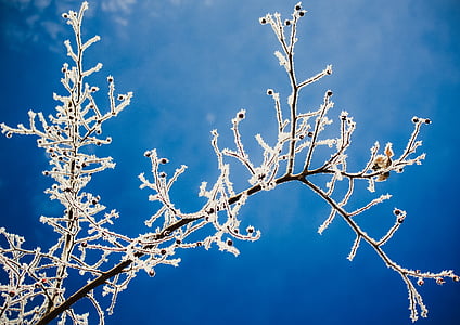 dingin, musim dingin, beku, cabang, ranting, biru, pohon yang telanjang