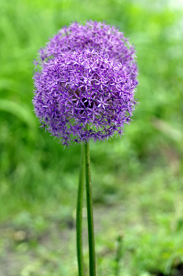 decorative garlic, huge, sphere, flower, violet, spherical, garden