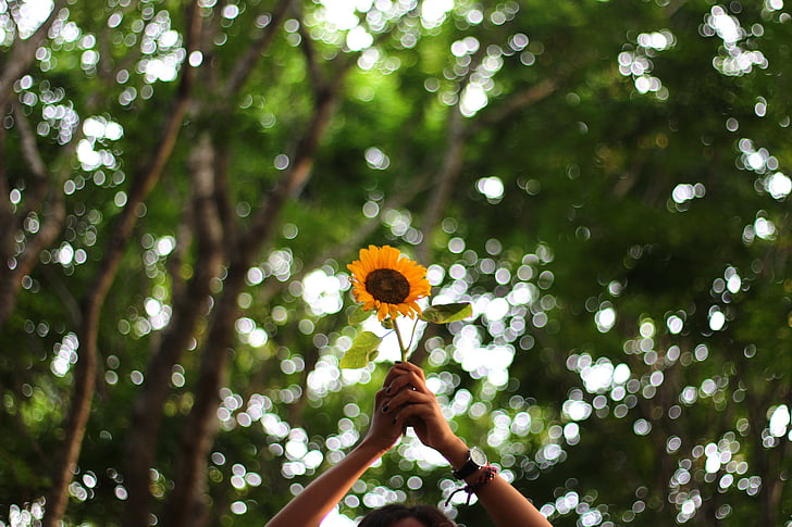 floare, mână, vara, floarea-soarelui, copaci, natura, în aer liber
