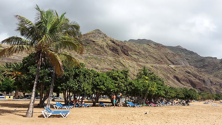 Pantai, pohon palem, Tenerife, laut, Pulau, liburan, pasir