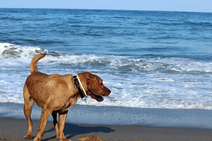 dog, sea, animal, pet, swimming, wet, golden retriever