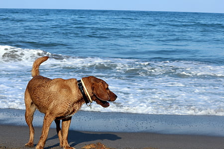 perro, mar, animal, mascota, natación, húmedo, perro perdiguero de oro