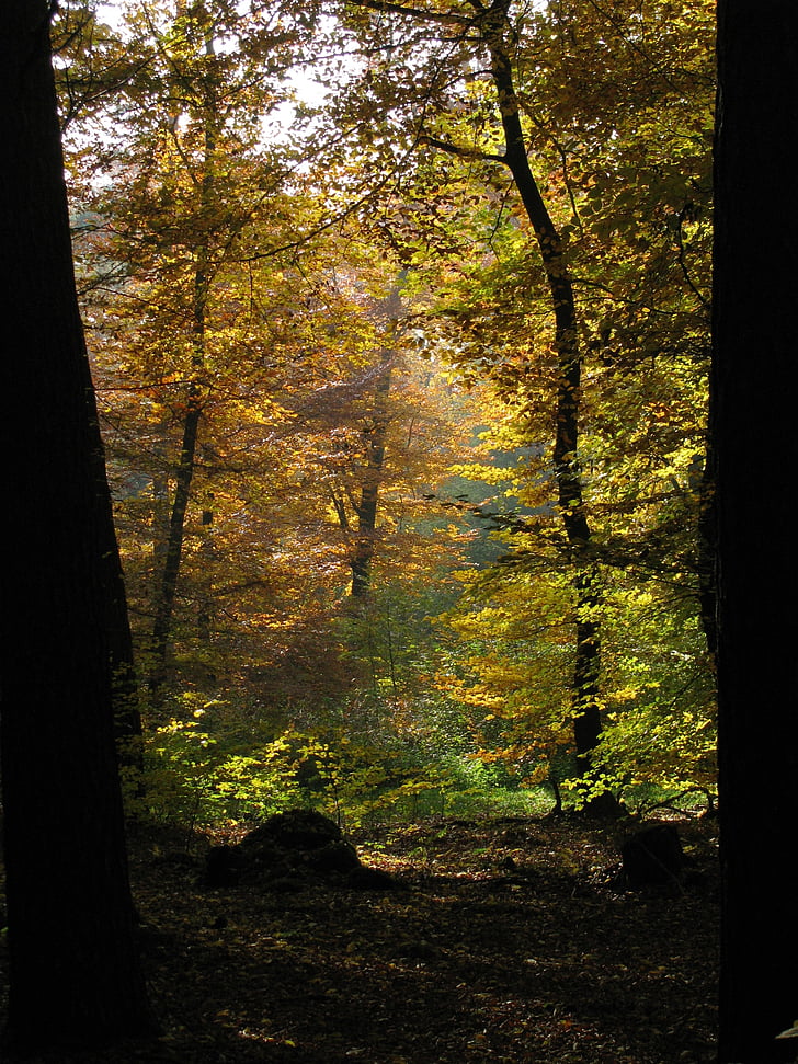 Les, stromy, Příroda, zadní světlo, podzim, padajícího listí, strom