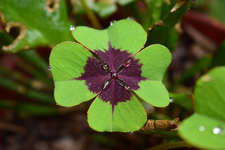 good luck, plant, nature, clover, leaf, close-up
