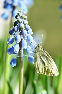 나비, gonepteryx rhamni, 동물, 곤충, 노란색, 닫기, 날개